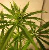 b_f20bud.jpg
