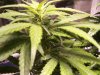 herb 6-24 002.jpg