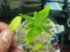 DSC01604.jpg