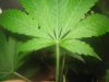 BUD 012.jpg
