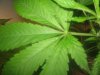 BUD 011.jpg