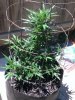 Jack Herer 1.jpg