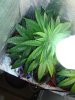 DSC00547.jpg