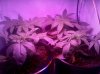 IMG_20110706_014818.jpg