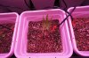 DSC01825.jpg