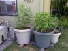 IMG-20110706-00219.jpg