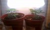IMAG0154.jpg