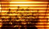IMAG0155.jpg