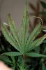 18days-flower.jpg 18days-flower.jpg