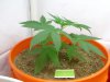 7-7-2011 (4) super silver sour diesel haze.jpg