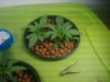 IMG_20110707_215719.jpg