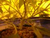 front left plant.jpg
