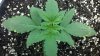 2011-07-08_15-16-10_693.jpg