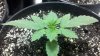 2011-07-08_15-13-49_933.jpg