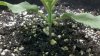 2011-07-08_15-15-35_963.jpg