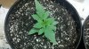 2011-07-08_15-15-51_279.jpg