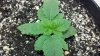 2011-07-08_15-16-05_459.jpg