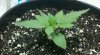 2011-07-07_13-36-22_460.jpg
