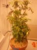 2011-07-08 15.26.51.jpg