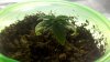 2011-07-07_09-07-12_707.jpg