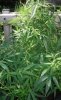 SF4SourDiesel.jpg