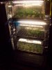 grow 095.jpg