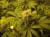 grow 016.jpg