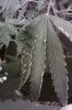 IMAG0019.jpg