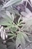IMAG0020.jpg