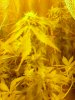 1st bud week6- week 2 flower.jpg