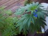 100_0067.jpg