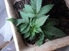 DSC00459.jpg