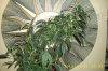 sizeable 1 plant.jpg