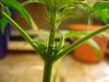 Possible Hermie 002.jpg