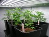 DSCN1673.jpg