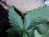 DSC00490.jpg
