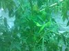 IMG_20110711_205114.jpg