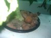 IMG_20110711_205616.jpg