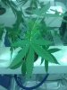 IMG_20110628_165120.jpg