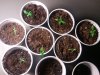 2011-07-12 13.26.32.jpg