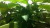 2011-07-12_13-21-36_108.jpg 2011-07-12_13-21-36_108.jpg