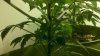 2011-07-12_13-21-43_902.jpg 2011-07-12_13-21-43_902.jpg