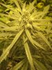 grow 009.jpg