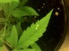 pot2.jpg