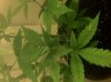 pot 1.jpg