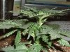 DSCF0253.jpg
