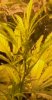 6-23flowerc.JPG