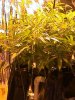 6-23plant1.JPG