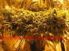 CHscrog2.jpg