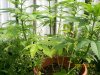 bucket- day 67.jpg